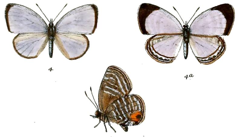 Jamides caerulea