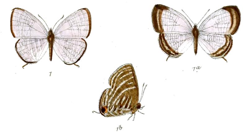 Jamides cleodus