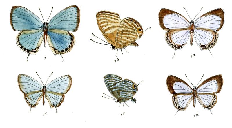 Jamides elpis