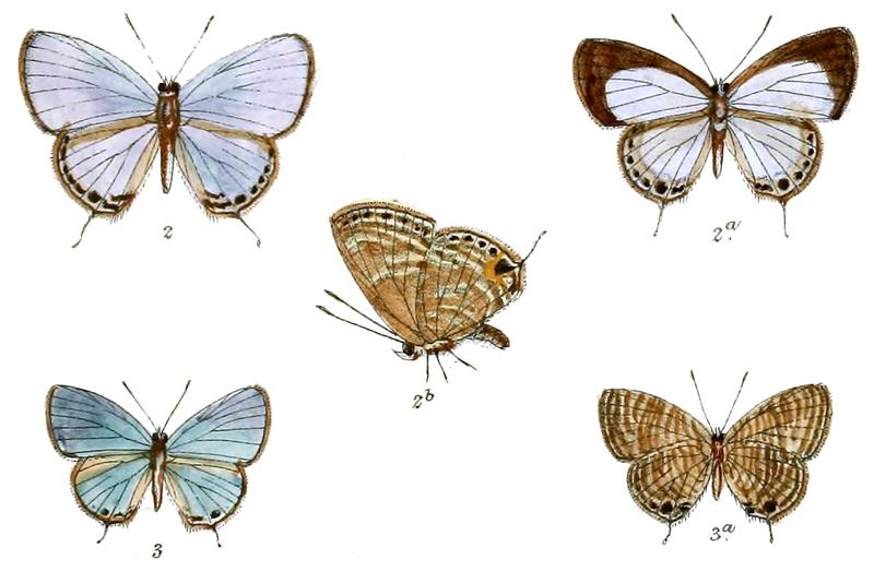 Jamides kondulana