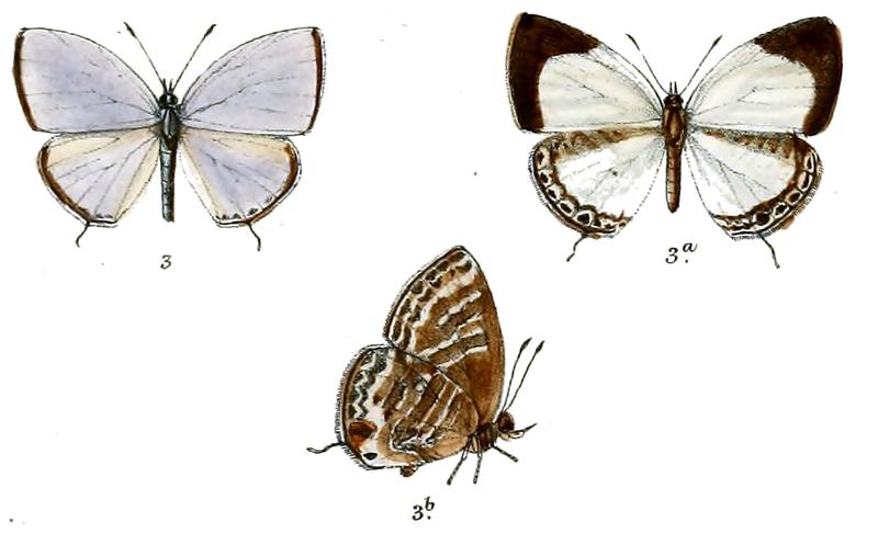 Jamides lacteata