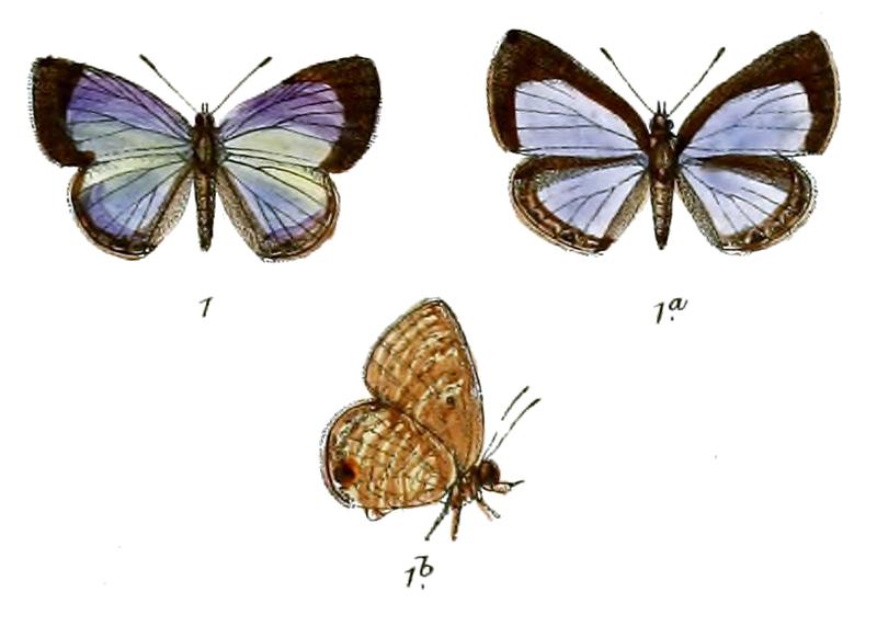 Jamides nicobaricus