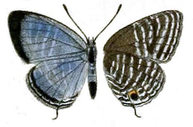 Jamides caerulea