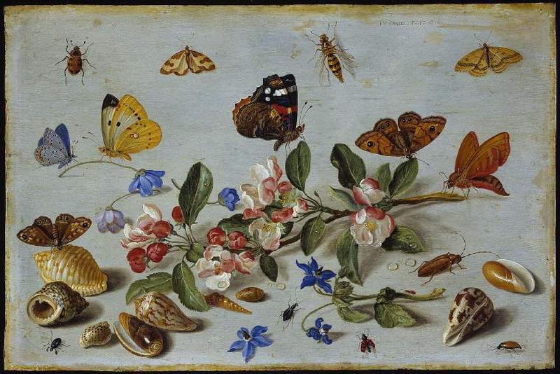 Butterflies and other insects label QS:Len,"Butterflies and other insects"