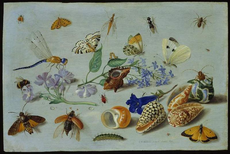 Butterflies and other insects label QS:Len,"Butterflies and other insects"