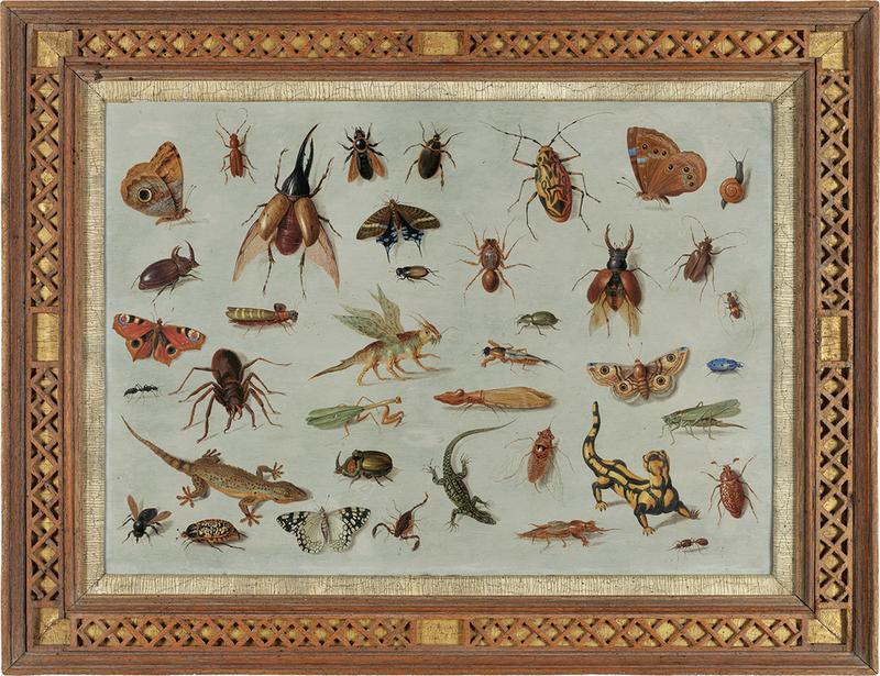 Insects and reptiles