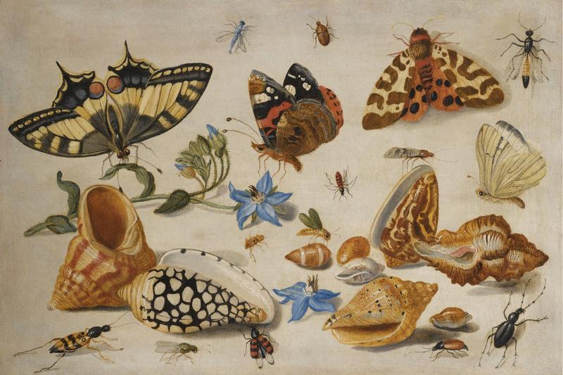 A Swallowtail (Papilio machaon), a Red Admiral (Vanessa atalanta) and other Insects with shells and a sprig of borage (Borago officinalis).