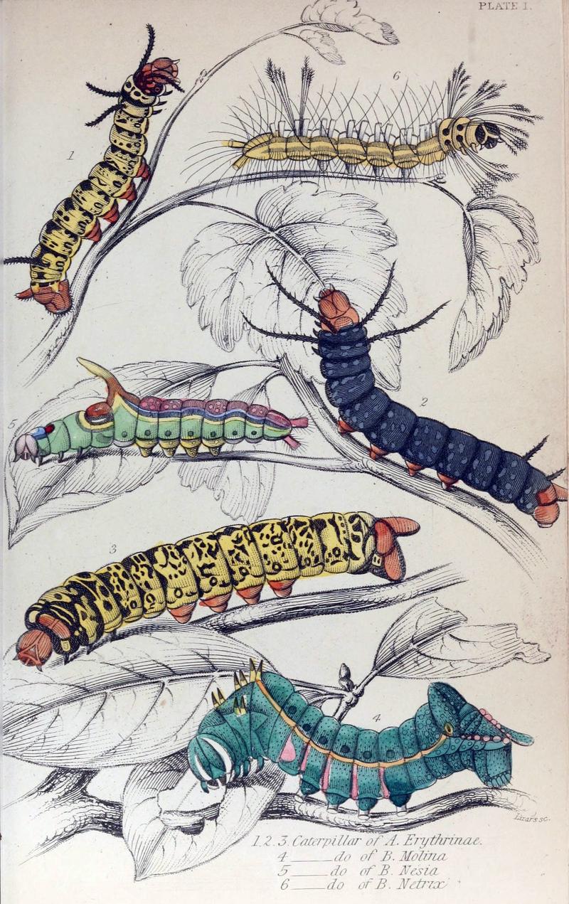Jardine Naturalist's Library Exotic Moths Plate 1