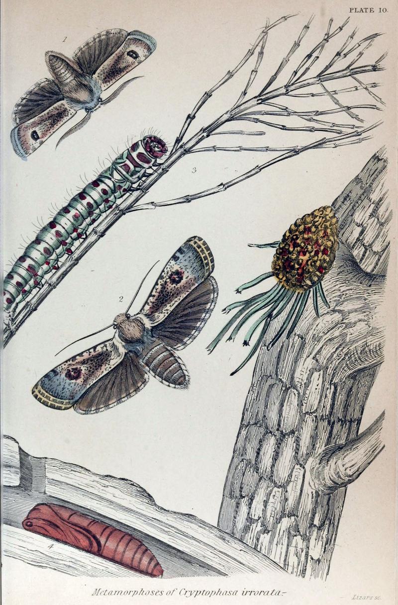 Jardine Naturalist's Library Exotic Moths Plate 10
