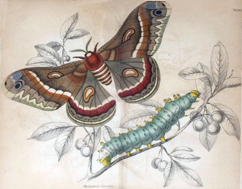 Jardine Naturalist's Library Exotic Moths Plate 11
