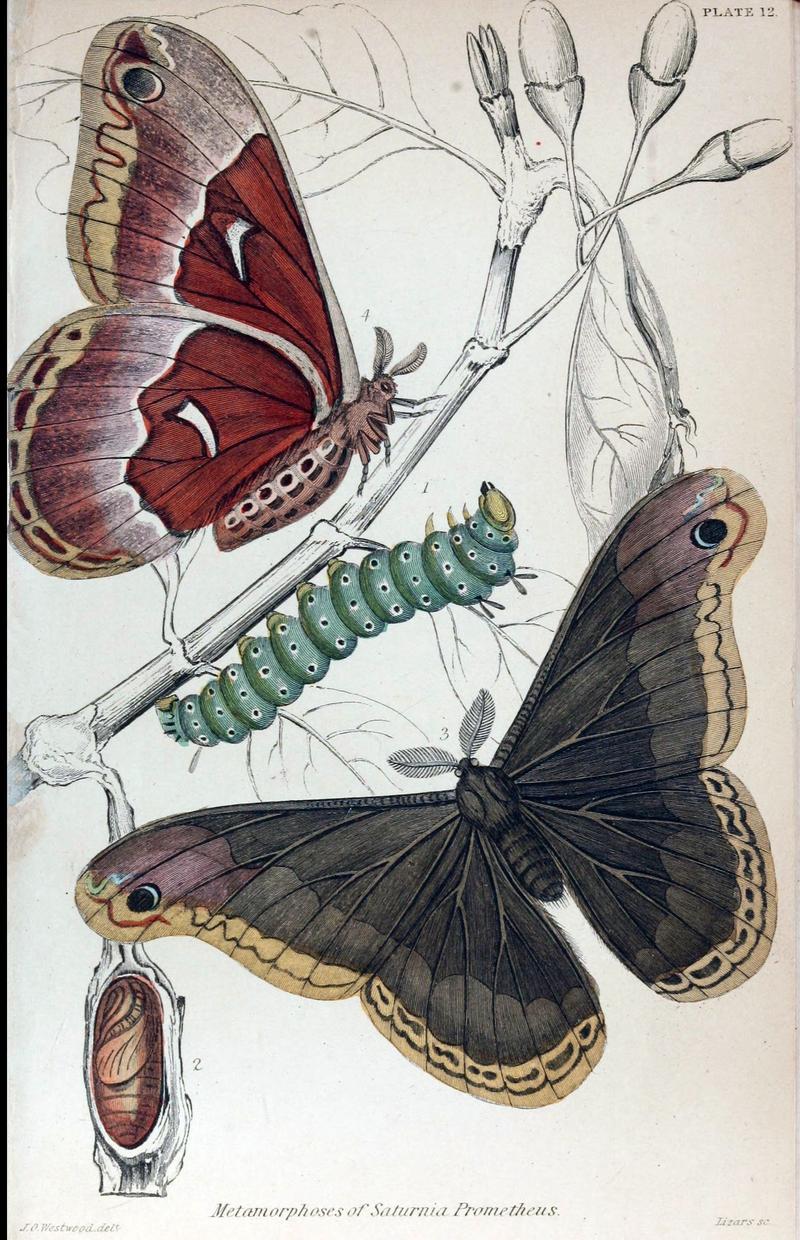 Jardine Naturalist's Library Exotic Moths Plate 12