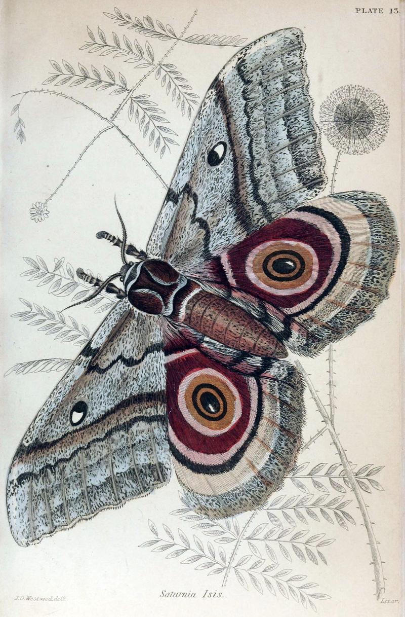 Jardine Naturalist's Library Exotic Moths Plate 13