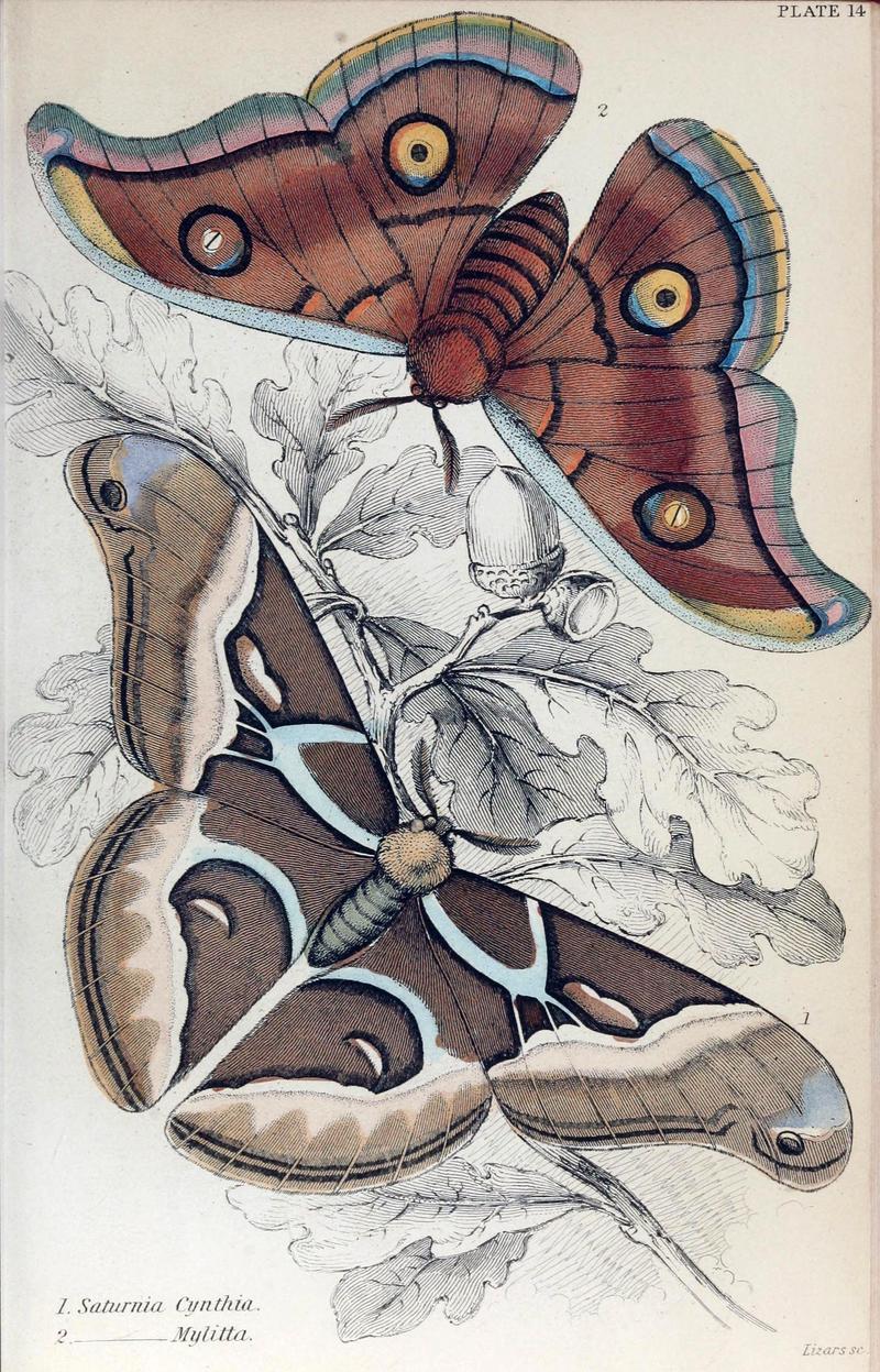 Jardine Naturalist's Library Exotic Moths Plate 14