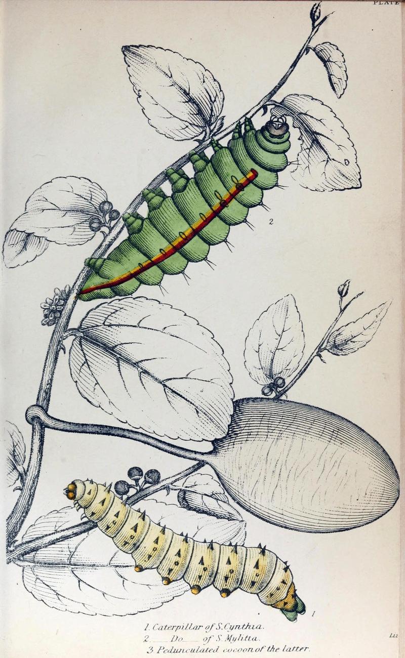 Jardine Naturalist's Library Exotic Moths Plate 15