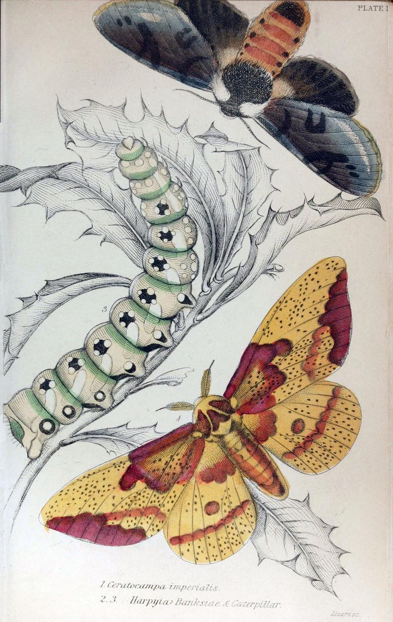 Jardine Naturalist's Library Exotic Moths Plate 17