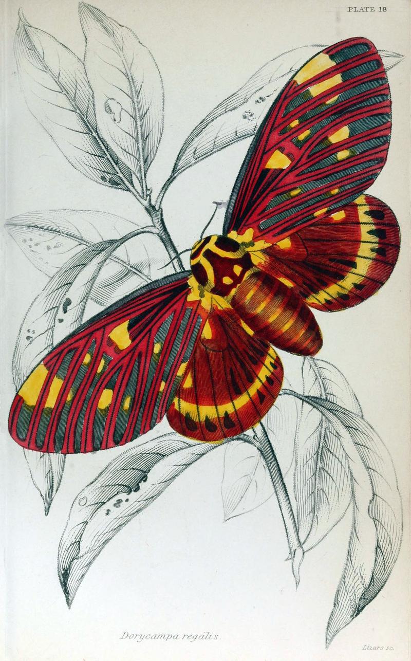 Jardine Naturalist's Library Exotic Moths Plate 18