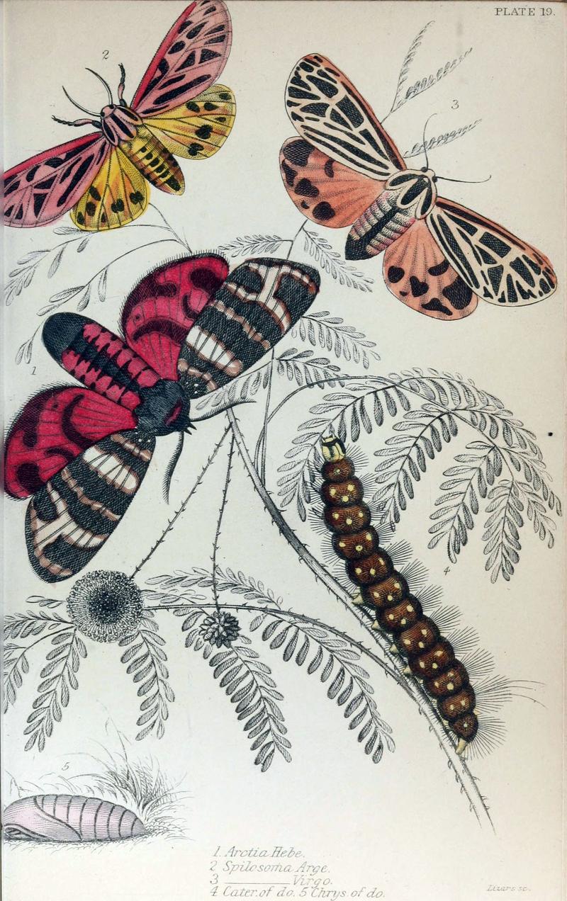 Jardine Naturalist's Library Exotic Moths Plate 19