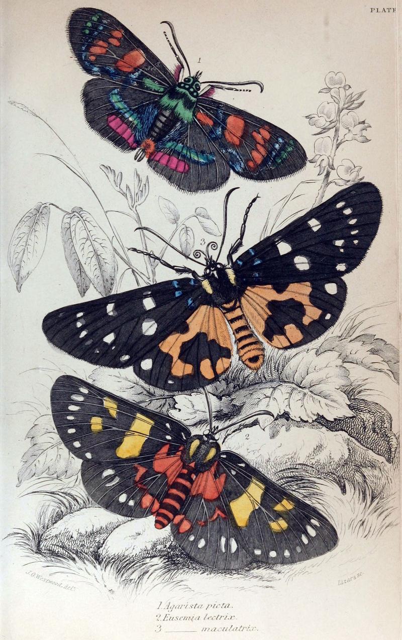 Jardine Naturalist's Library Exotic Moths Plate 2