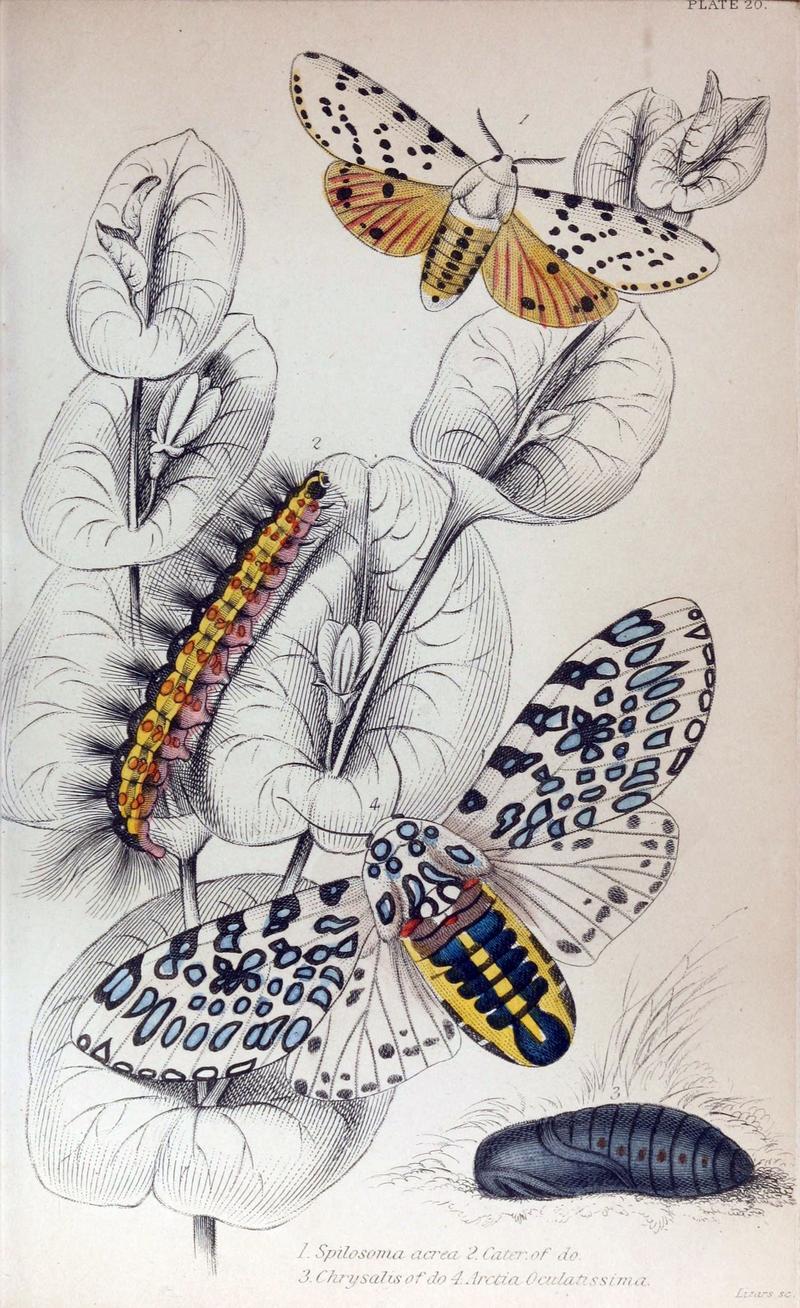 Jardine Naturalist's Library Exotic Moths Plate 20