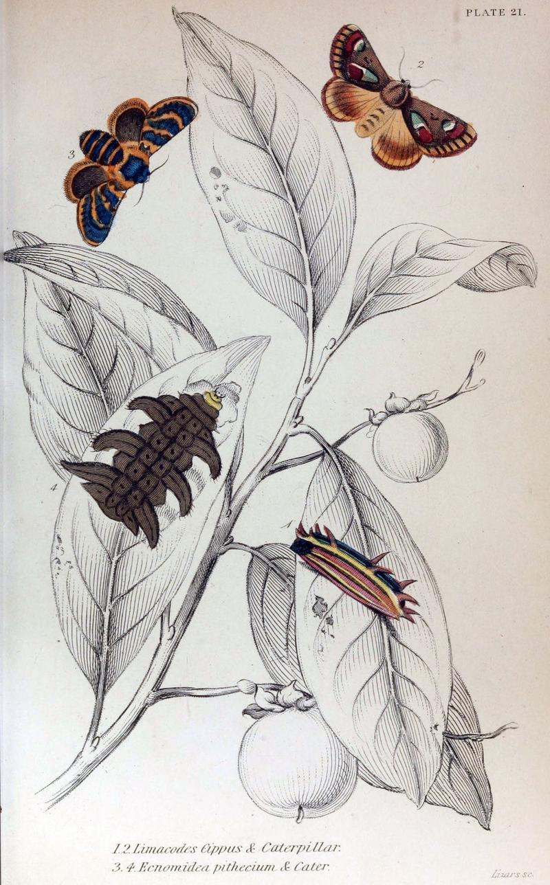 Jardine Naturalist's Library Exotic Moths Plate 21