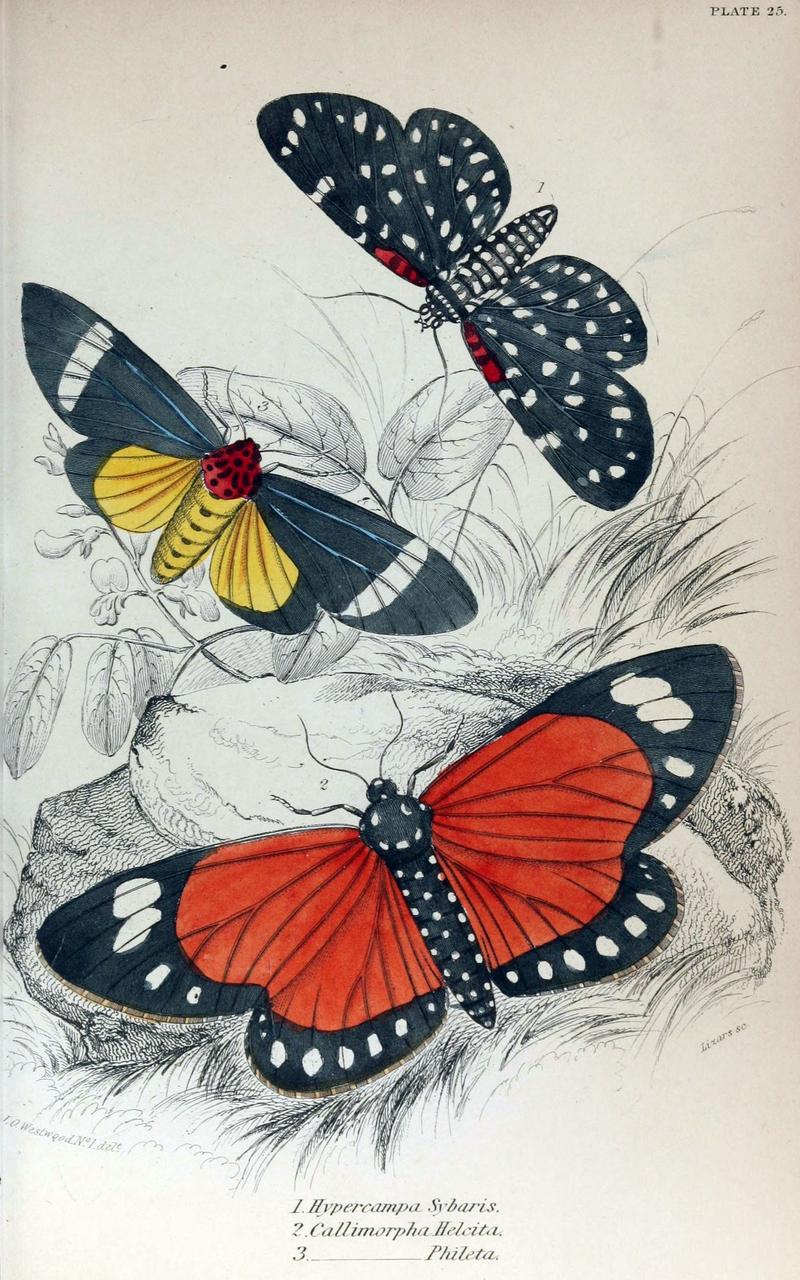 Jardine Naturalist's Library Exotic Moths Plate 23