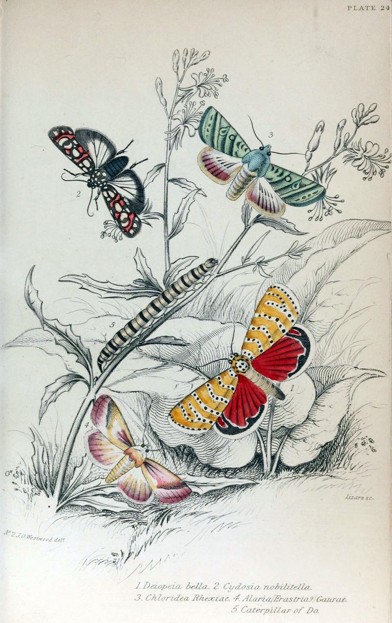 Jardine Naturalist's Library Exotic Moths Plate 24