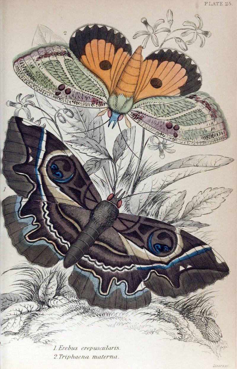 Jardine Naturalist's Library Exotic Moths Plate 25