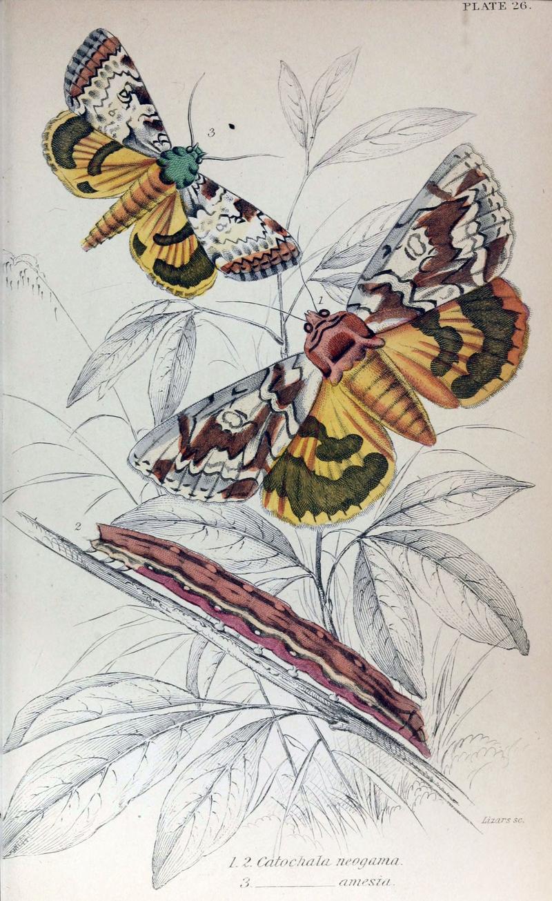 Jardine Naturalist's Library Exotic Moths Plate 26