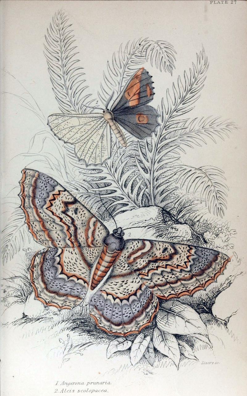 Jardine Naturalist's Library Exotic Moths Plate 27