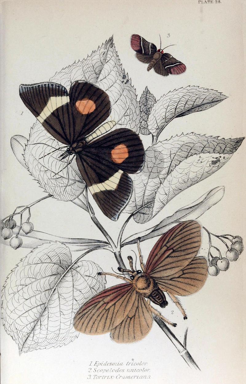 Jardine Naturalist's Library Exotic Moths Plate 28