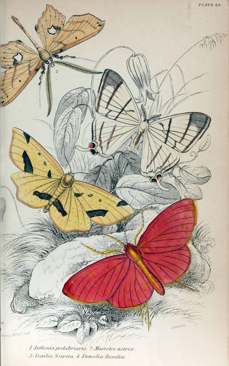 Jardine Naturalist's Library Exotic Moths Plate 29