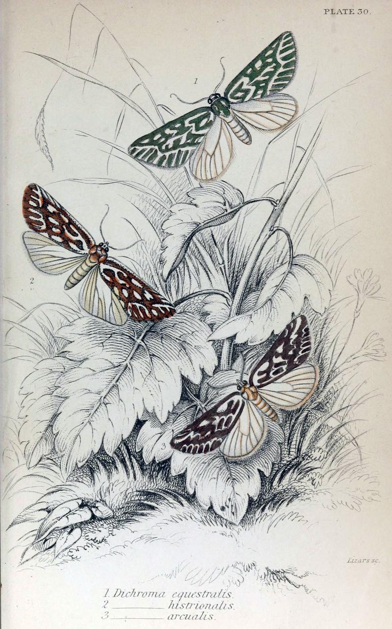 Jardine Naturalist's Library Exotic Moths Plate 30