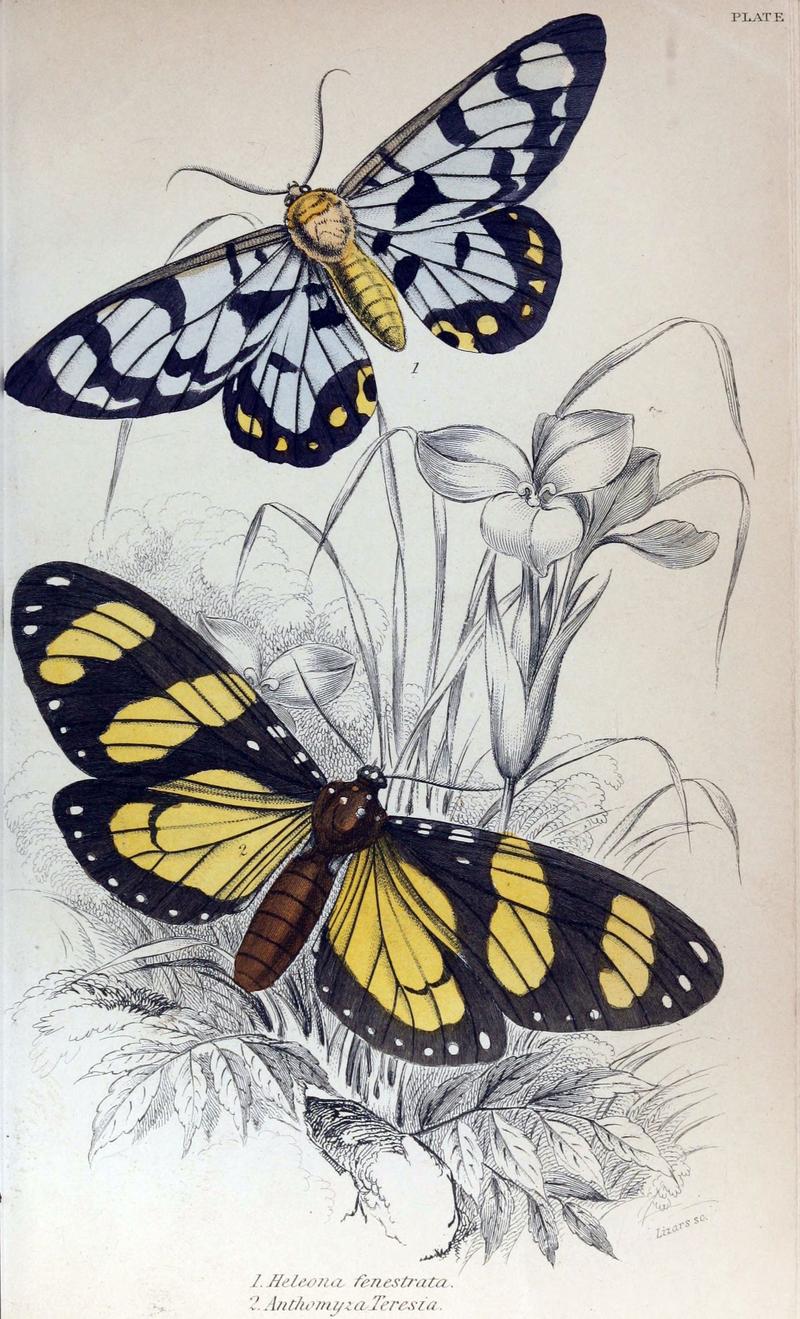 Jardine Naturalist's Library Exotic Moths Plate 4