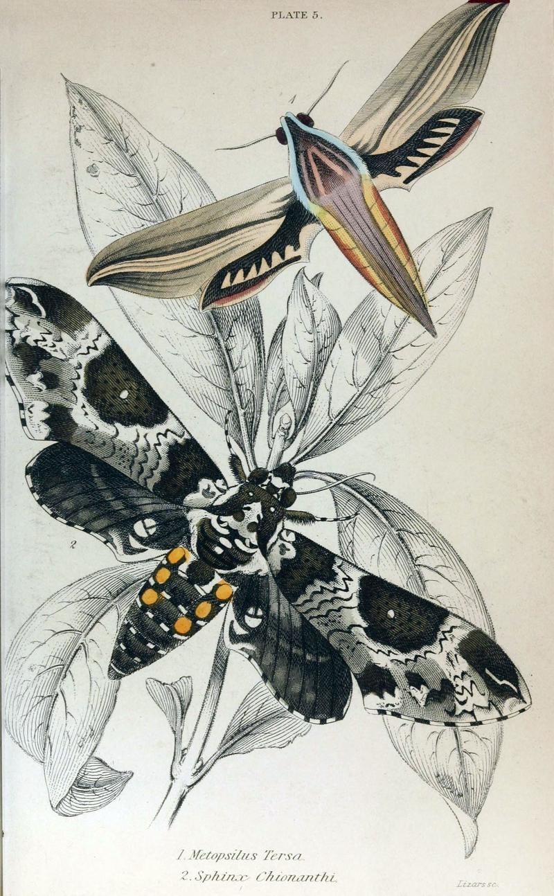 Jardine Naturalist's Library Exotic Moths Plate 5