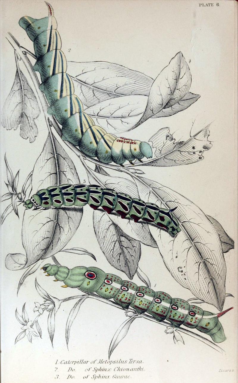 Jardine Naturalist's Library Exotic Moths Plate 6