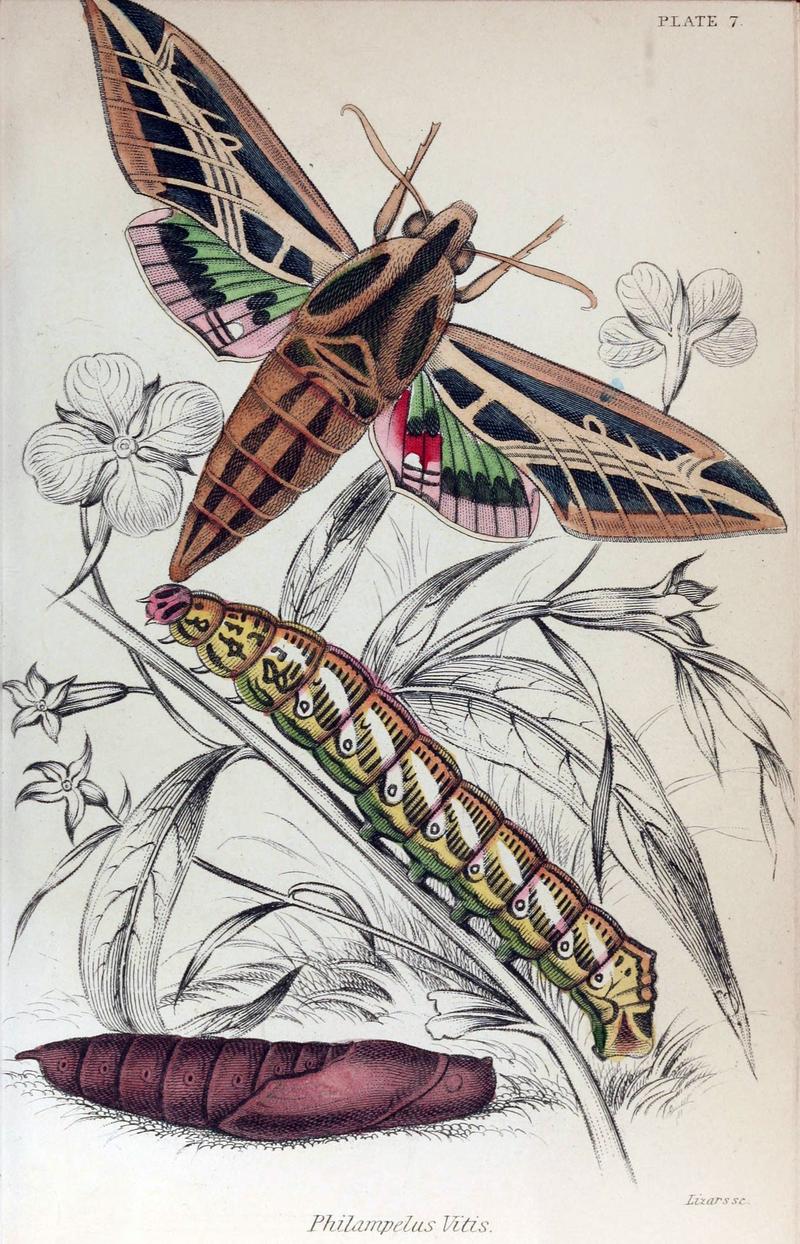 Jardine Naturalist's Library Exotic Moths Plate 7