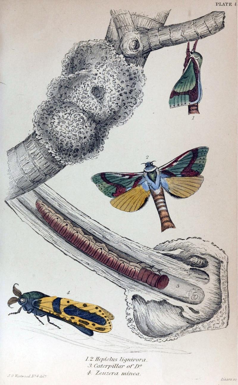 Jardine Naturalist's Library Exotic Moths Plate 8