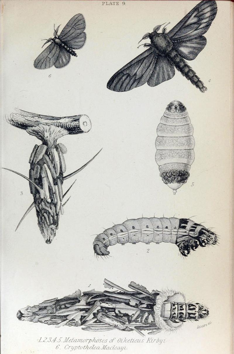 Jardine Naturalist's Library Exotic Moths Plate 9