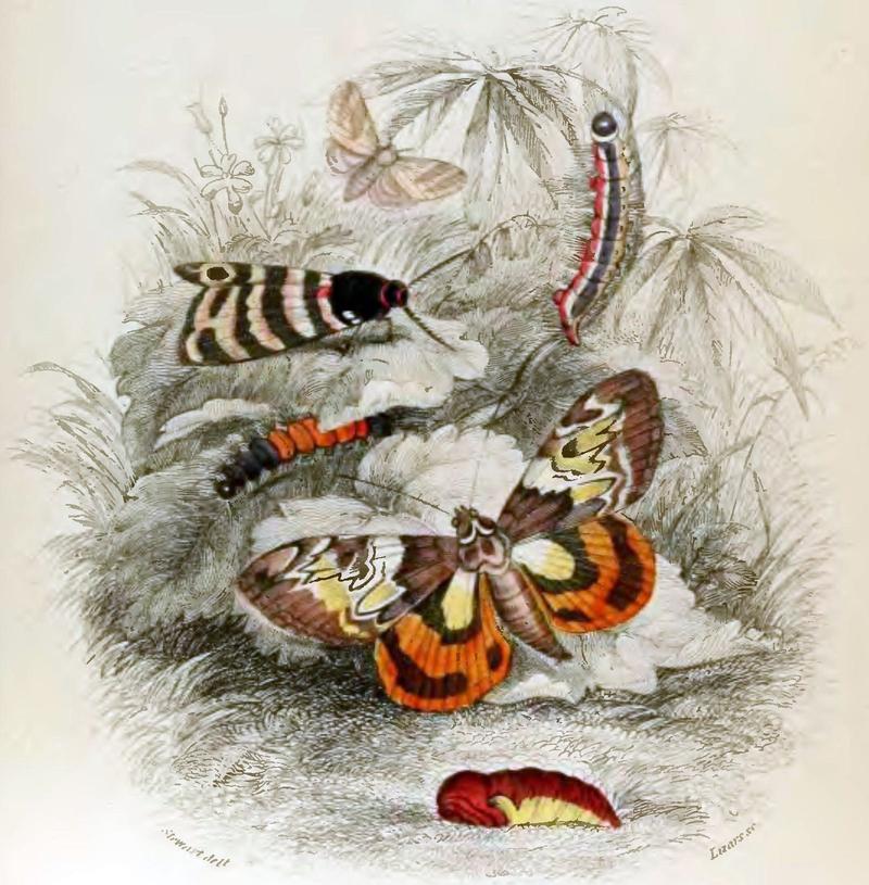 Jardine Naturalist's Library Exotic Moths Vignette Title-page