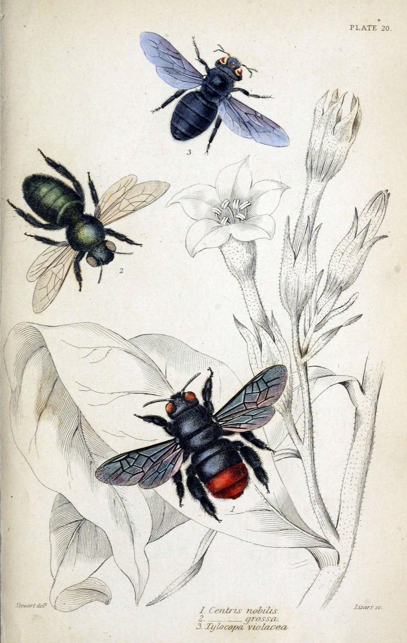 Jardine Naturalist's library Bees Plate 20