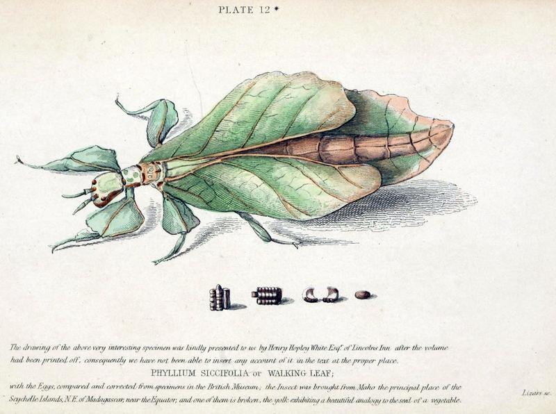 Jardine Naturalist's library Entomology Plate 12a