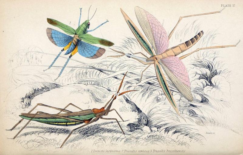 Jardine Naturalist's library Entomology Plate 17