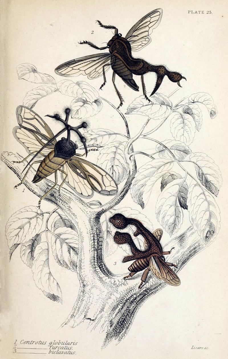 Jardine Naturalist's library Entomology Plate 25