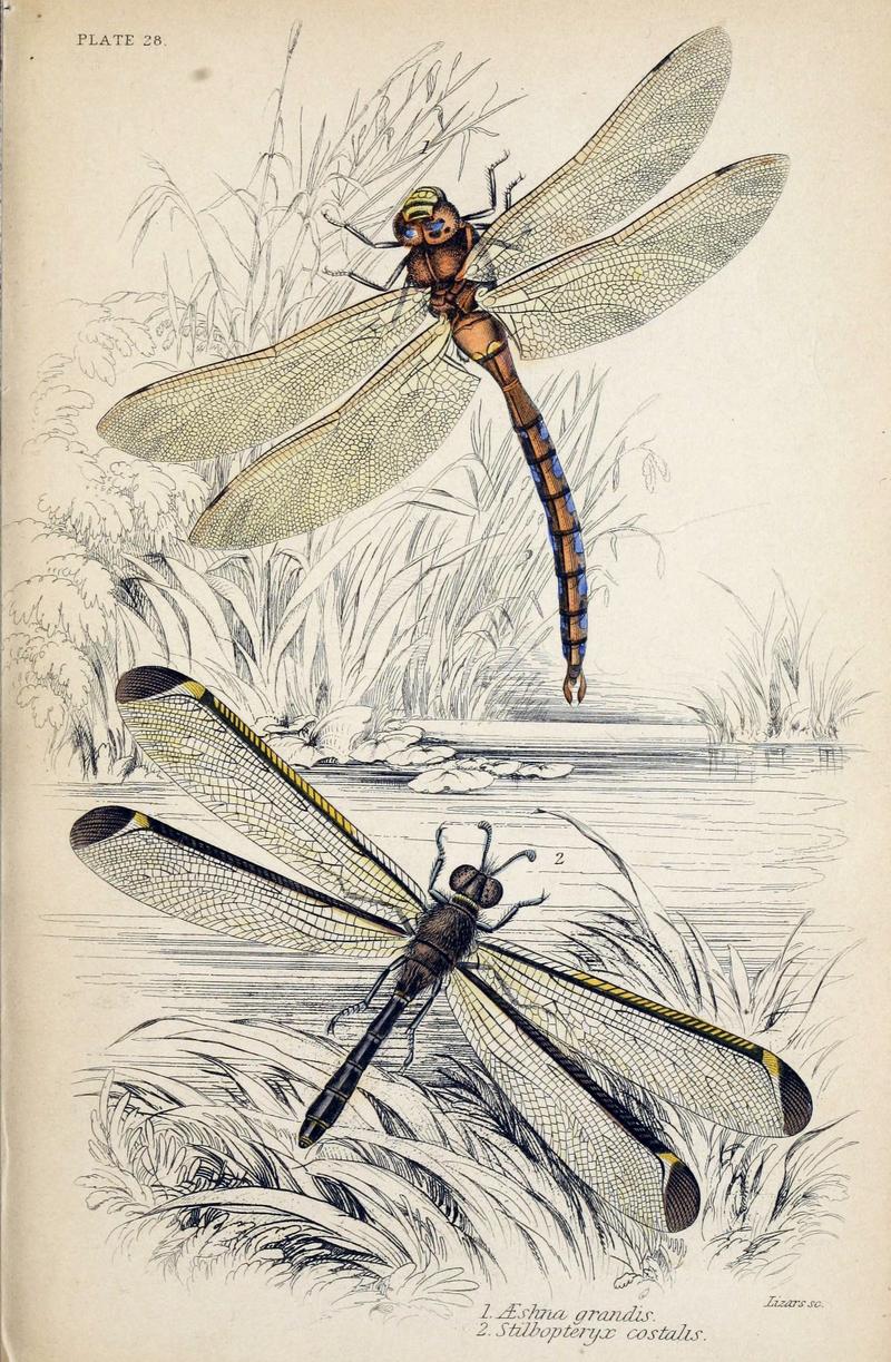Jardine Naturalist's library Entomology Plate 28