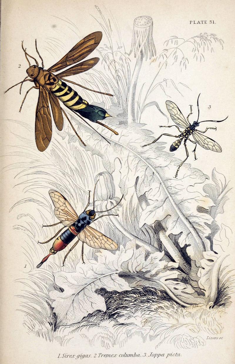 Jardine Naturalist's library Entomology Plate 31