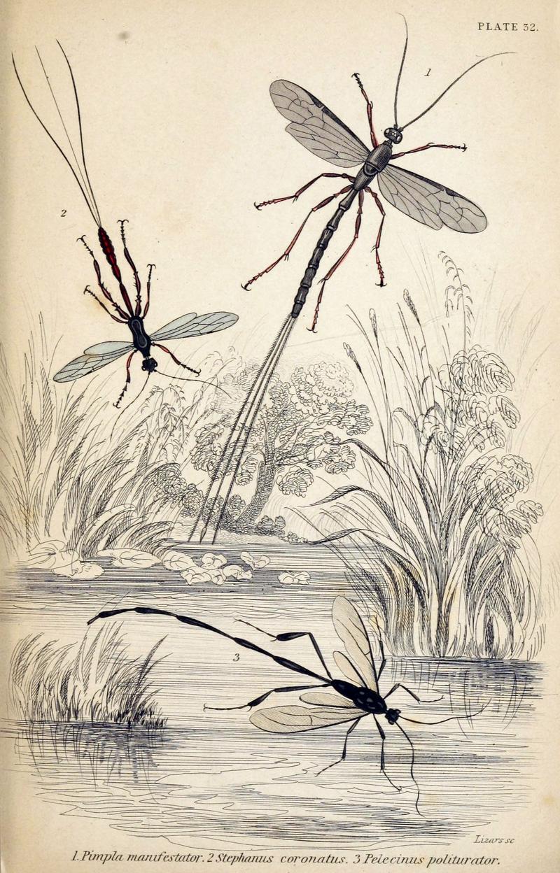 Jardine Naturalist's library Entomology Plate 32