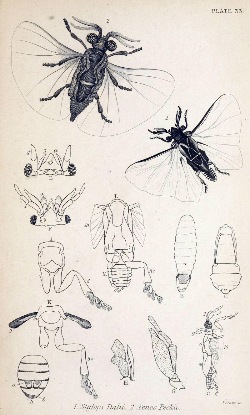 Jardine Naturalist's library Entomology Plate 33