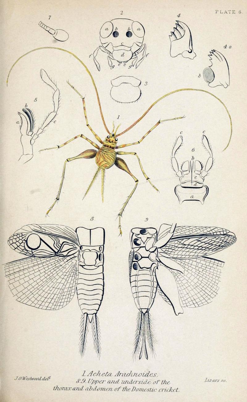 Jardine Naturalist's library Entomology Plate 6