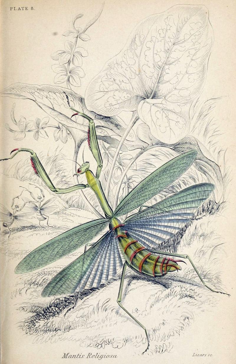 Jardine Naturalist's library Entomology Plate 8