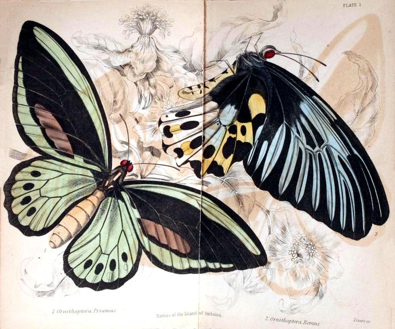 Jardine Naturalist's library Foreign Butterflies - Plate 1
